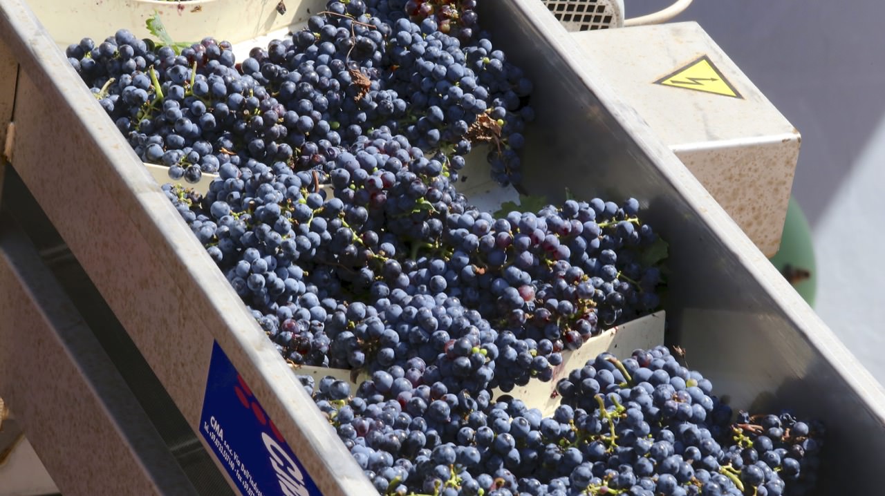 Produzione Vino