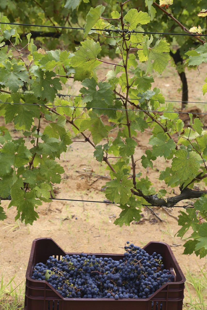 Vigneto