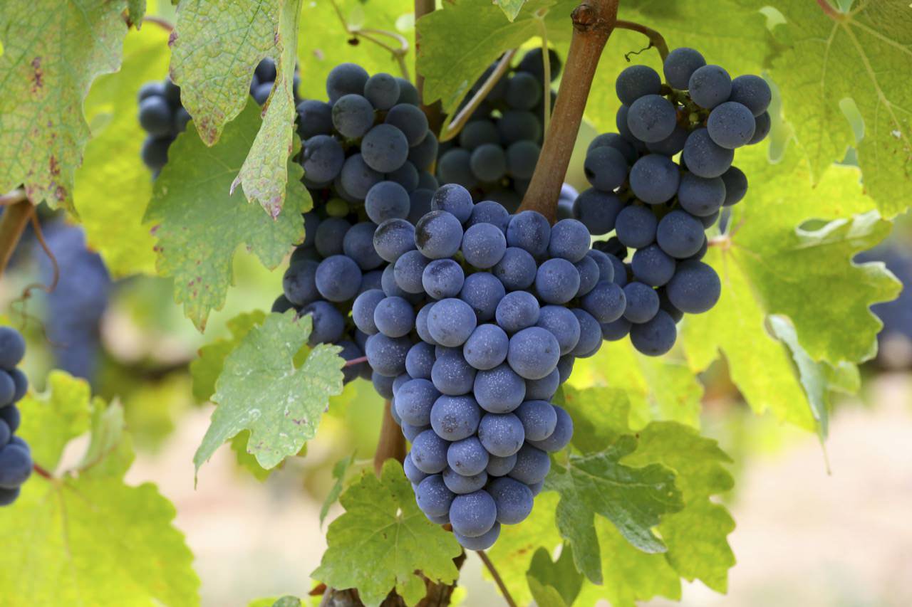 Vino