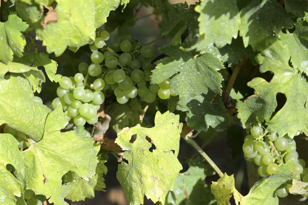 Vino