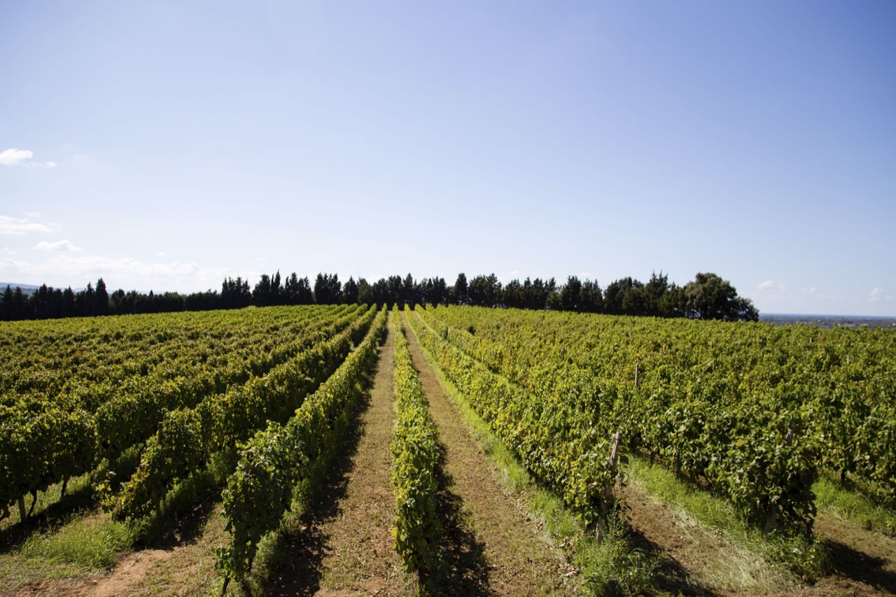 Vino