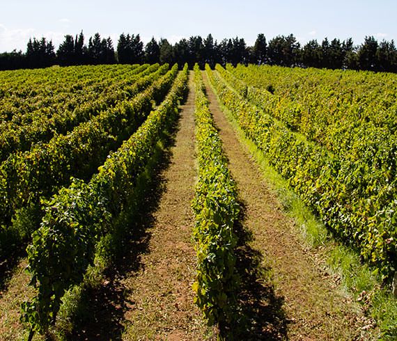 Azienda